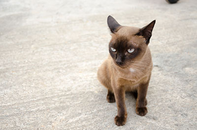 Pet Stain Removal
